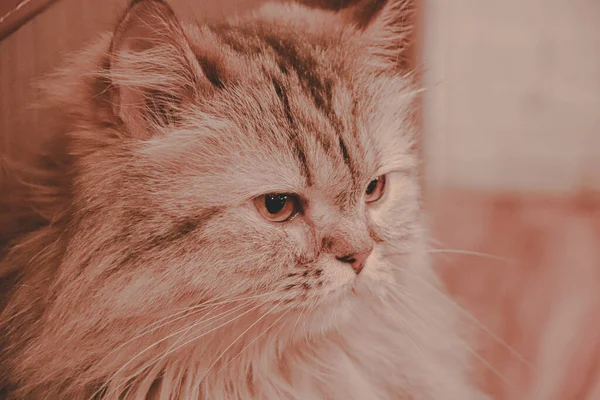 かわいい長髪の縞模様の猫が何かを見て閉鎖 — ストック写真