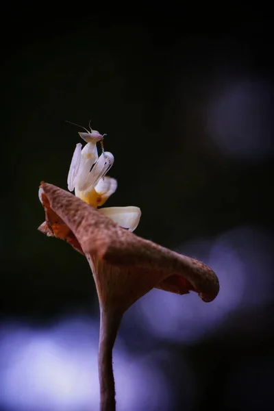 一只兰花螳螂栖息在花朵上的特写 — 图库照片