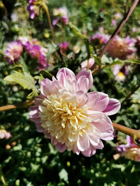 西班牙马德里植物园中绽放的粉红色大丽花的精选焦点照片 — 图库照片