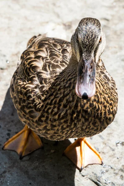 Vertical Closeup Shot Mallard Duck Pond — Stock Photo, Image