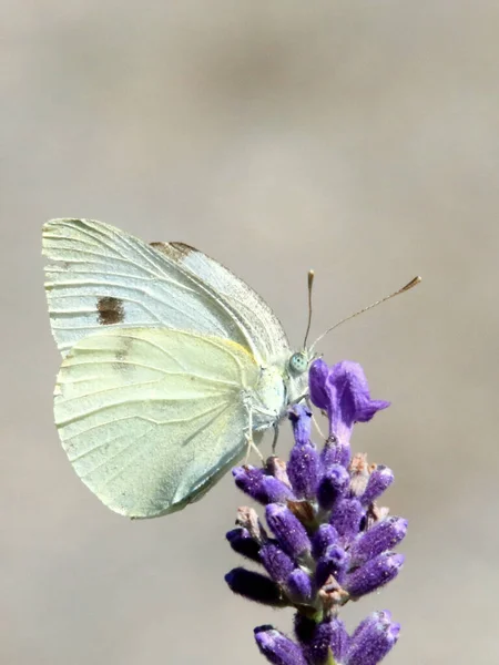 자주색 양배추 나비의 — 스톡 사진