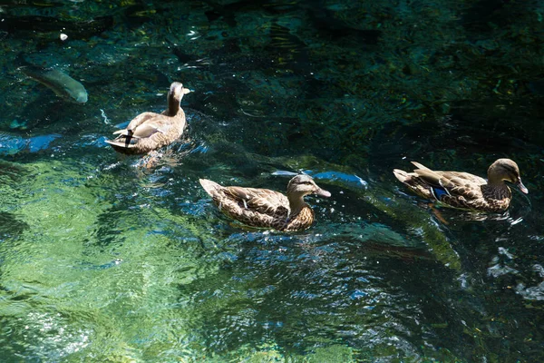 Grupo Patos Reais Nadando Uma Lagoa — Fotografia de Stock