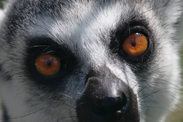 Een Close Shot Van Een Snuit Van Een Maki — Stockfoto