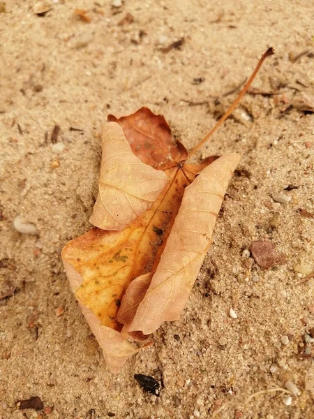 Primer Plano Una Hoja Seca —  Fotos de Stock