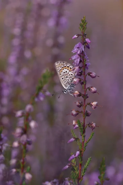 Plan Vertical Papillon Argus Brun Nordique Sur Les Boutons Fleurs — Photo