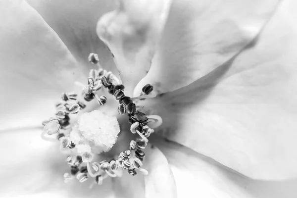 Beyaz Çiçekli Bir Bitkinin Yakın Plan Çekimi — Stok fotoğraf