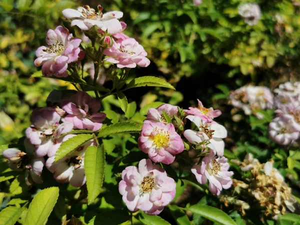 Las Rosas Rosadas Florecientes Jardín Botánico Madrid España —  Fotos de Stock