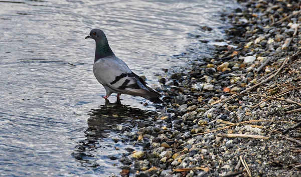 一只鸽子在海岸附近的水里用鹅卵石拍的特写镜头 — 图库照片