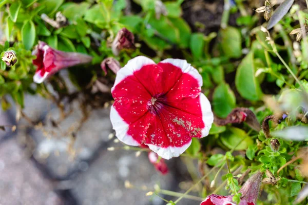 Zbliżenie Pięknych Phlox Kwiaty Polu — Zdjęcie stockowe