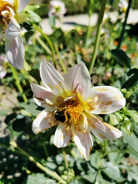 マドリード スペインの植物園で白いダリアの花を咲かせる蜜をすすります — ストック写真