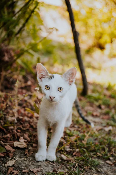 Eine Nahaufnahme Eines Entzückenden Flauschigen Weißen Kätzchens Mit Braunen Augen — Stockfoto
