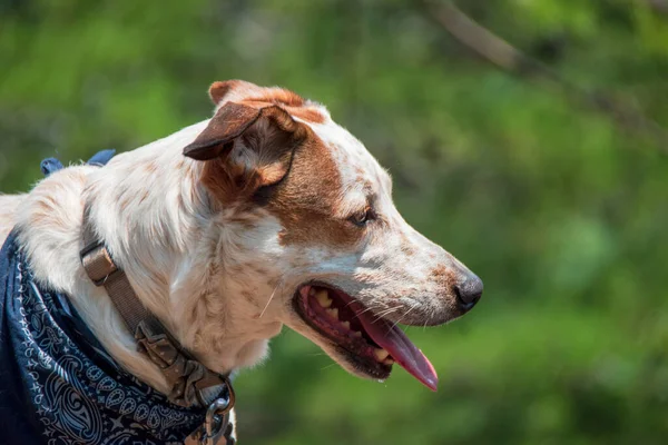 一只漂亮的杰克 特雷埃猎狗带着蓝带领子的侧视图画像 — 图库照片
