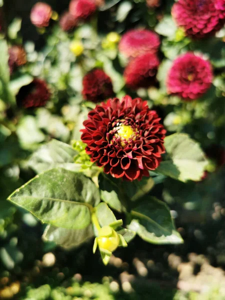 Μια Επιλεκτική Φωτογραφία Εστίασης Των Ανθισμένων Κόκκινων Λουλουδιών Dahlia Στον — Φωτογραφία Αρχείου