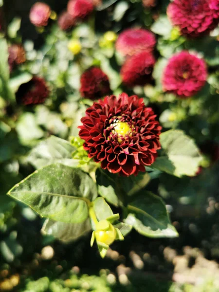 Plan Sélectif Fleurs Rouges Dahlia Fleurs Dans Jardin Botanique Madrid — Photo