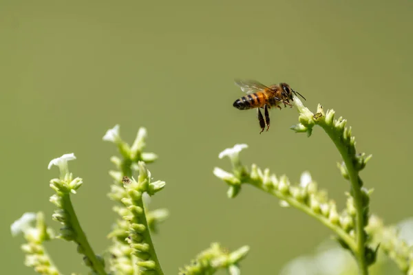 Una Macro Toma Una Abeja Polinizando Pequeñas Flores Blancas Con — Foto de Stock