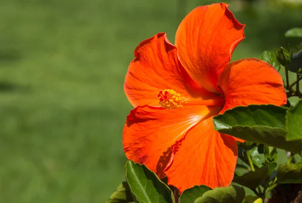 Eine Nahaufnahme Einer Blühenden Orangen Hibiskusblüte — Stockfoto