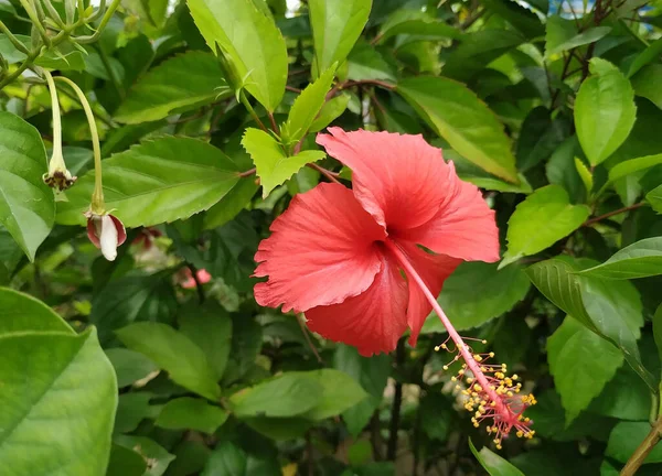 Egy Kínai Hibiszkusz Virág Virágzik Bokron — Stock Fotó