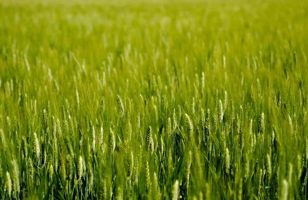 Grünes Weizenfeld Einem Sonnigen Tag Der Schweiz — Stockfoto