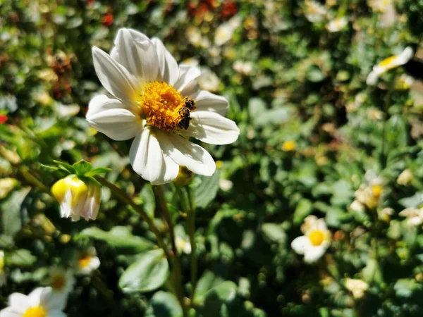 Eine Biene Schlürft Nektar Aus Der Blühenden Weißen Dahlienblüte Botanischen — Stockfoto