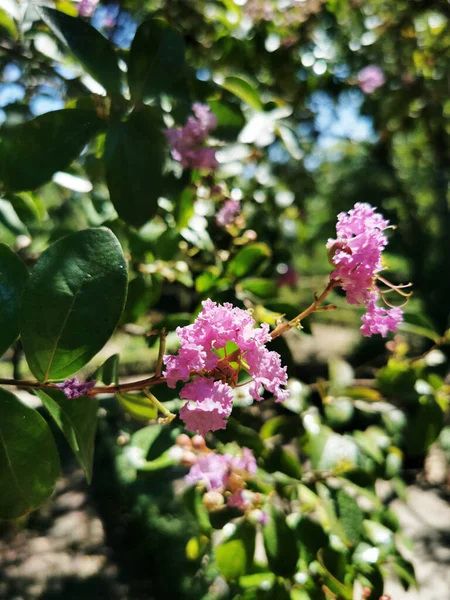 Blooming Pink Crape Myrtles Flowers Botanical Garden Madrid Spain — Stock Photo, Image