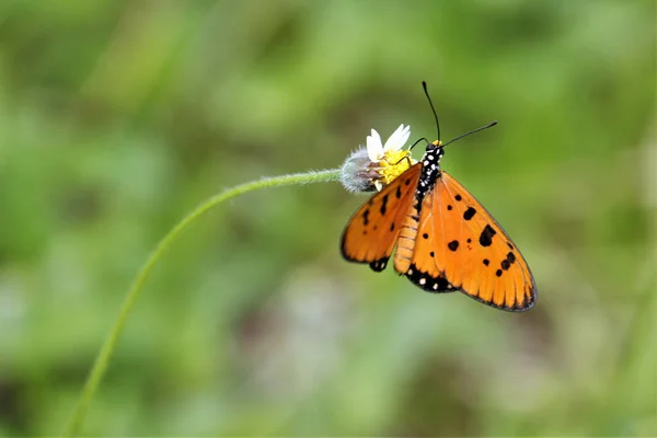 Gros Plan Beau Papillon Orange Sur Fleur Dans Jardin — Photo