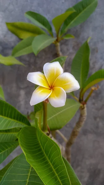 Een Witte Frangipani Bloem Bloeiende Tuin — Stockfoto