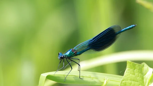 Primer Plano Una Libélula Sobre Una Hoja Verde — Foto de Stock