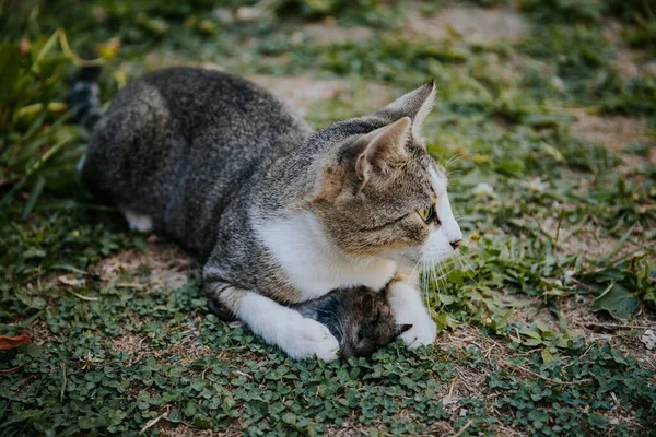 Närbild Randig Herrelös Katt Som Ligger Gräsmattan Med Sin Jagade — Stockfoto