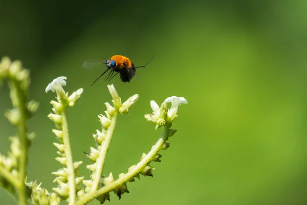 蜜蜂授粉的宏观照片 白色的小花 背景模糊 — 图库照片