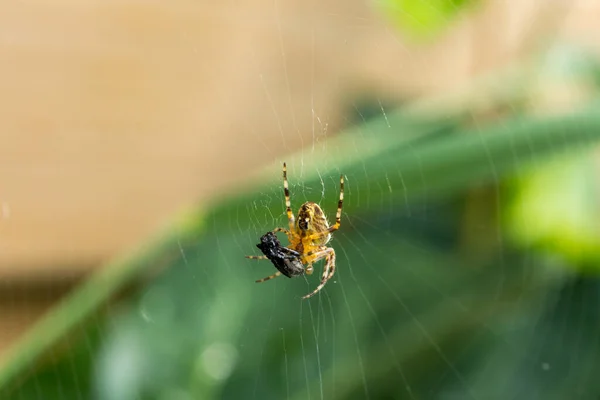 Close Uma Aranha Jardim Teia Fundo Uma Planta — Fotografia de Stock