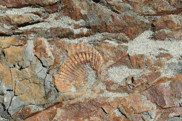 Die Fossile Muschelküste Oregon — Stockfoto