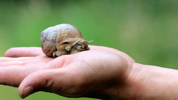 一只蜗牛爬在人类手掌上的特写镜头 — 图库照片