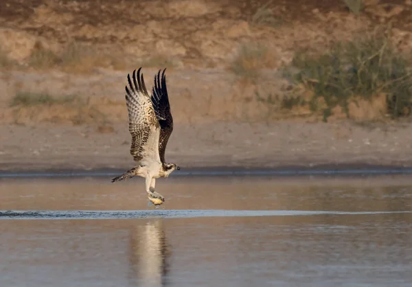 Águila Majestuosa Volando Sobre Lago — Foto de Stock