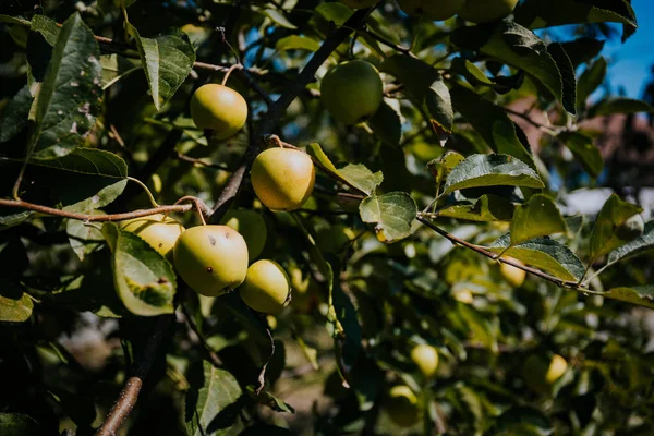 Αναπτυσσόμενα Γλυκά Μήλα Στα Κλαδιά Των Δέντρων Στον Κήπο — Φωτογραφία Αρχείου