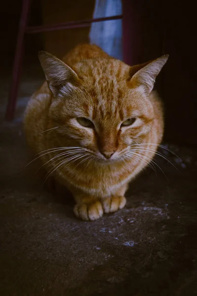 Vertikal Bild Orange Tabby Katt — Stockfoto