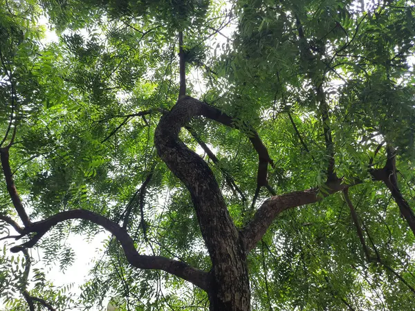 Ένα Χαμηλό Πλάνο Ενός Δέντρου Πράσινα Φύλλα — Φωτογραφία Αρχείου