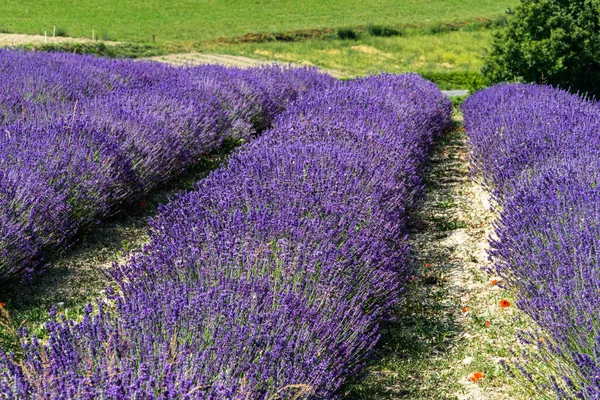 Belo Tiro Campo Lavanda Florescente Campo Sale San Giovanni Itália — Fotografia de Stock