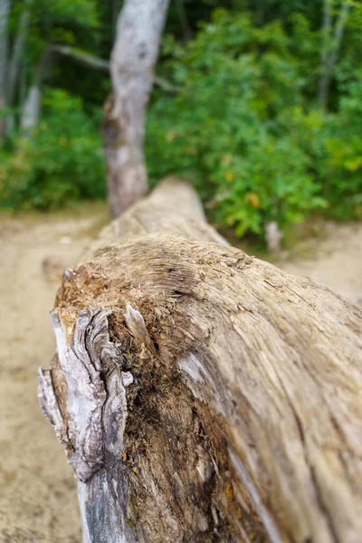 Gros Plan Vertical Des Détails Sur Bois Dans Parc Provincial — Photo