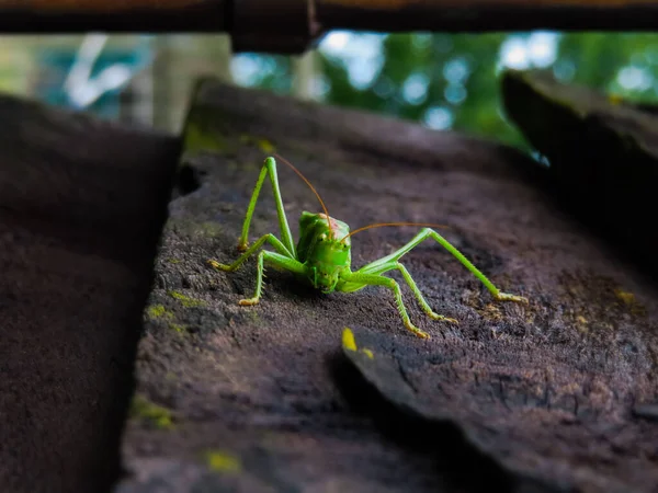 Nahaufnahme Einer Heuschrecke Auf Einem Felsen — Stockfoto