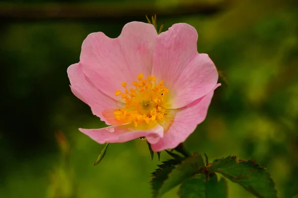 Zbliżenie Kwiatu Dzikiej Róży Deszczu Prawdopodobnie Rosa Canina Ładny Różowy — Zdjęcie stockowe
