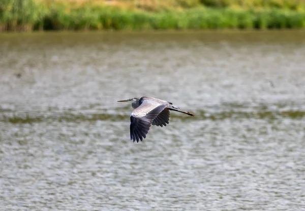 Pájaro Garza Gris Volando Sobre Agua —  Fotos de Stock
