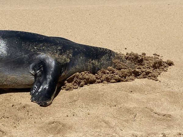 Een Uitzicht Een Schattige Hawaiian Monk Seal Liggend Het Zand — Stockfoto