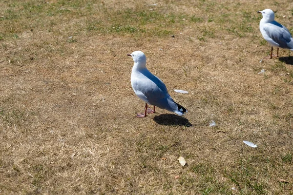 Pair Seagulls Perched Meadow — Stock Photo, Image