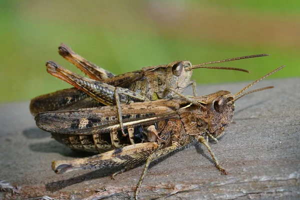 Närbild Kopulation Båge Bevingad Gräshoppa Chorthippus Biguttulus Sitter Bit Trä — Stockfoto