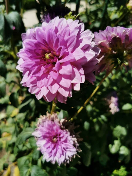 Eine Selektive Fokusaufnahme Blühender Rosa Dahlienblüten Botanischen Garten Madrid Spanien — Stockfoto