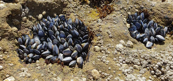 Las Decenas Mejillones Moluscos Roca — Foto de Stock