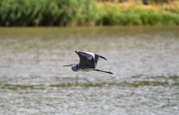 Ein Graureiher Fliegt Über Das Wasser — Stockfoto