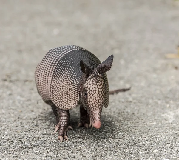 Ein Selektiver Fokusschuss Von Gürteltier Auf Asphaltstraße — Stockfoto