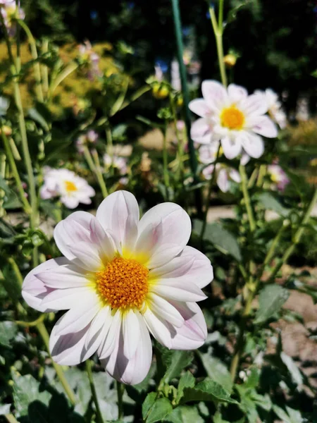 Enfoque Selectivo Flores Blancas Flor Dahlia Jardín Botánico Madrid España — Foto de Stock