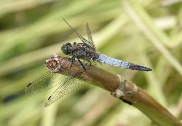 Een Selectieve Focus Shot Van Een Zwart Staartskimmer Libelle Een — Stockfoto